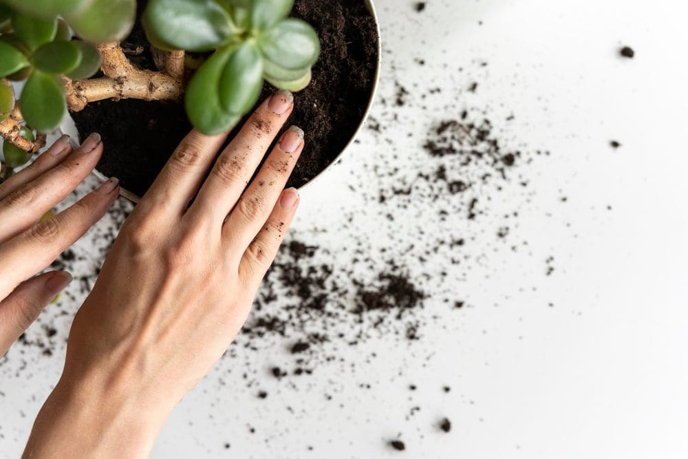 Female,Hands,Plant,A,Plant,In,A,New,Pot.,Caring
